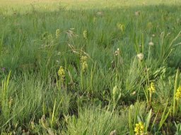 Orthochilus foliosus with grassland friends and relatives